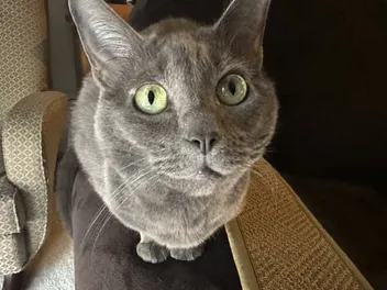 Feline Intelligence: How Smart Is Olga?