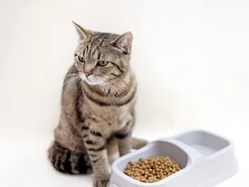 Cat Not Eating But Still Purring? 7 Vet-Reviewed Possible Reasons & Solutions