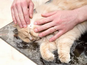Bugs on Kittens: Our Vet Explains How to Protect Them From These Nasties