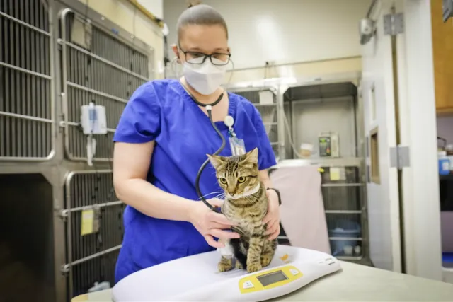 What Cats Can Teach Us About Long Covid