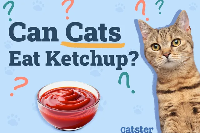 Can Cats Eat Ketchup? Vet-Reviewed Diet Facts & FAQ