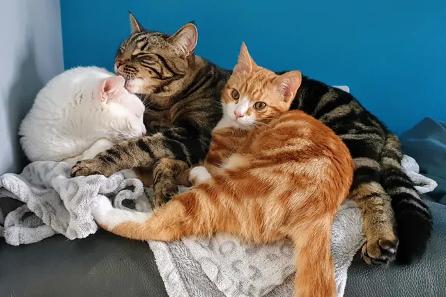 The Battle of the Sexes - Which One Makes A Better Pet?
