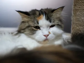 Scottish Fold Maine Coon Cat Mix: Info, Pictures, Temperament & Traits