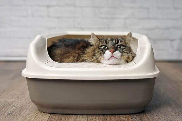 10 Senior Cat Litter Box Solutions: Vet-Approved Tips & Recommendations