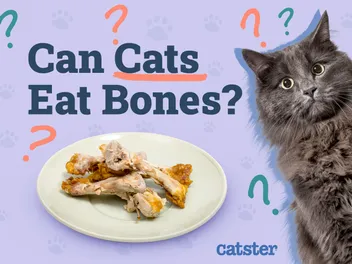Can Cats Eat Bones? Vet-Approved Diet Facts & FAQ