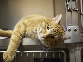 Can Cats Get Concussions? (Vet Answer)