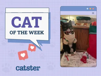 Catster Photo Contest: Cats of the Week Winners (November 20, 2025)