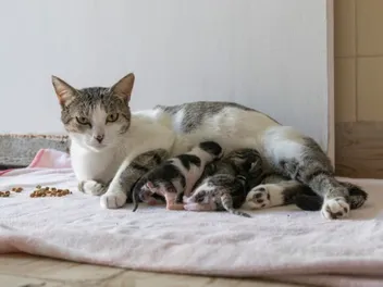 Why Is My Cat Purring After Giving Birth? 7 Vet-Reviewed Reasons