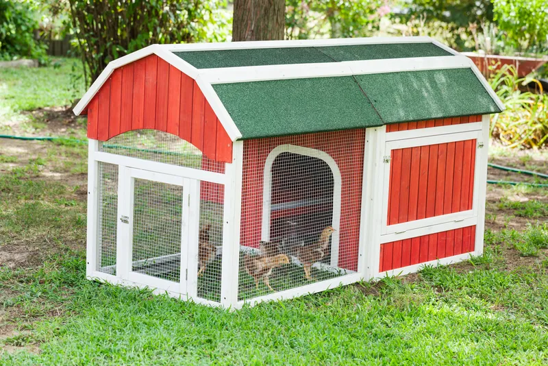 Baby Rhode Island Red chicken about 6 weeks in a chicken coop in a yard