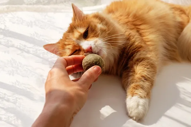 Compressed Catnip Balls: What They Are & Our Top Picks in 2026