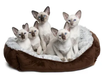 Siamese Kittens for Sale in Nevada: Breeders List 2026