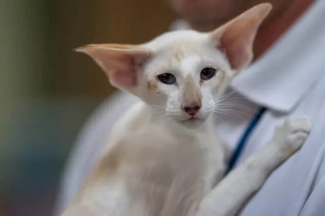 Seychellois Cat: Breed Info, Pictures, Temperament & Traits