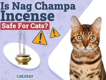 Is Nag Champa Incense Safe for Cats? Vet Approved Facts & Safety Guide