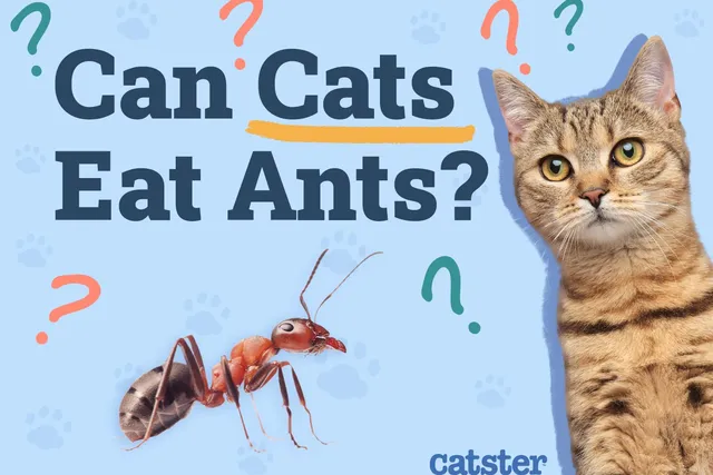 Can Cats Eat Ants? Vet Approved Health Advice & Risks