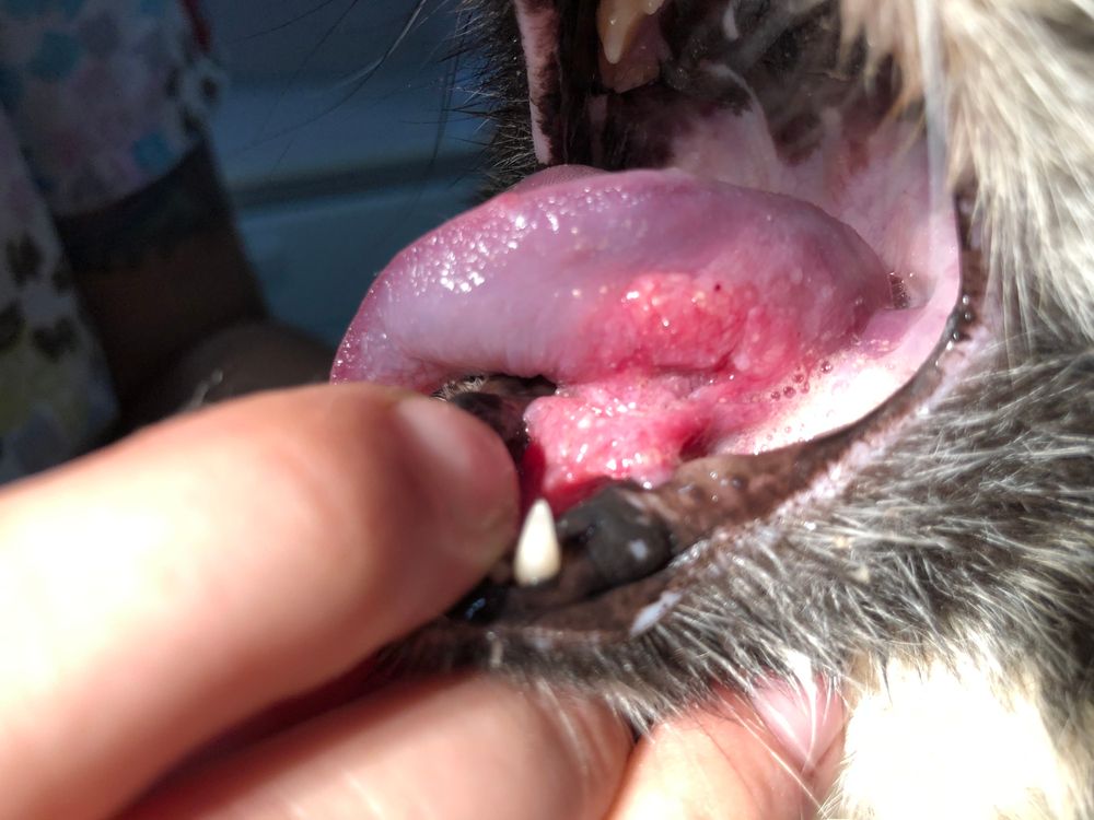 Feline Oral Squamous Cell Carcinoma