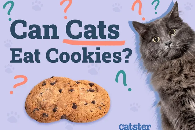 Can Cats Eat Cookies? Vet-Reviewed Facts & FAQ
