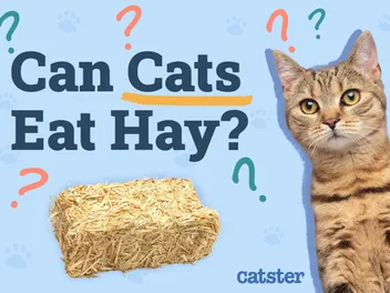 Can Cats Eat Hay? Vet-Reviewed Nutrition Facts