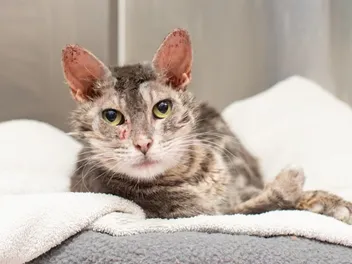 Cat Mange & Scabies: Our Vet Explains Causes, Symptoms & Treatments