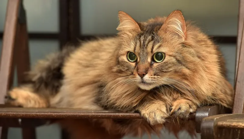 fluffy brown tabby norwegian forest cat