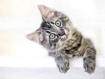 Do Cats Have a Clitoris? Feline Reproduction Facts & FAQ