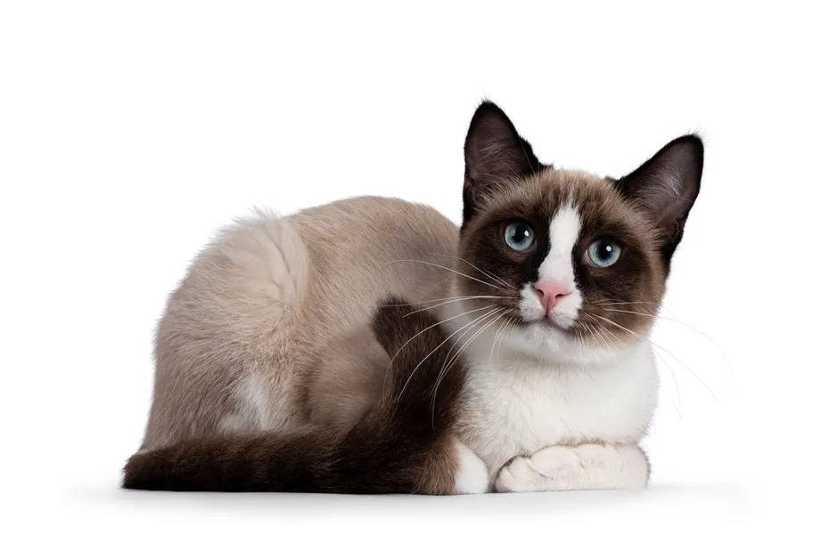 snowshoe-cat-in-loaf-position
