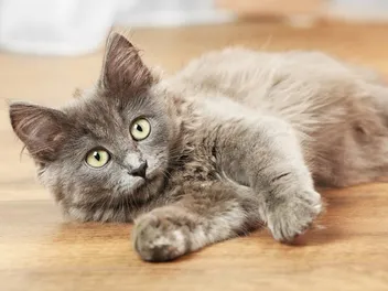 Fever Coat in Kittens: What Is It? Vet Reviewed Science & Facts (With Pictures)