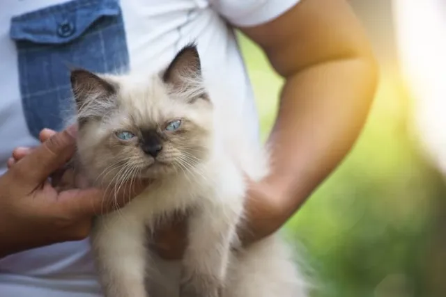 How to Tell If My Cat has a Fever: 10 Vet-Reviewed Signs