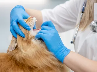 Is Cat Laryngitis Contagious? Health Facts & Care Guide (Vet Answer)