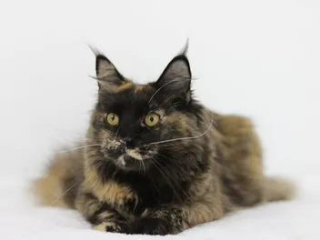 Tortie Maine Coon Cat: Info, Pictures, Facts & History