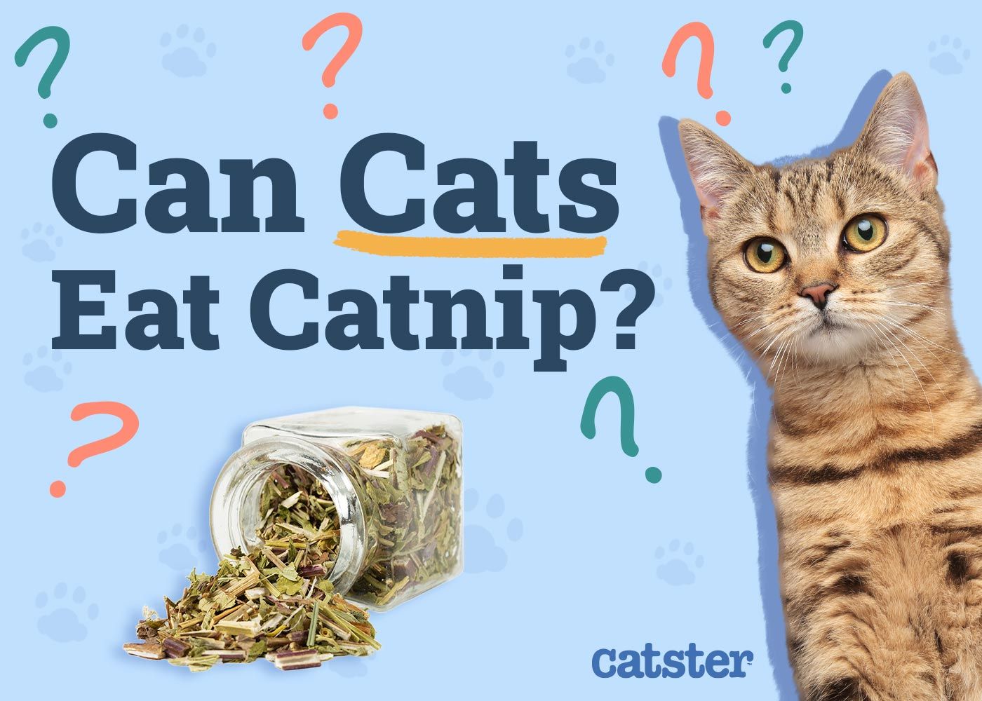 Can Cats Eat Catnip