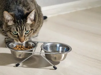 8 Best Cat Foods for Kidney Disease in 2026 - Reviews & Top Picks