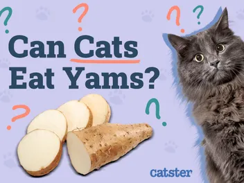 Can Cats Eat Yams? Vet-Approved Nutrition Facts