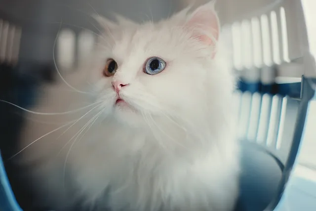 7 Vet-Verified Facts About White Cats You'll Love to Learn