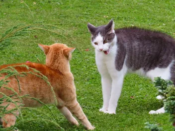 How to Introduce a Cat to Another Aggressive Cat: Our Vet Answers