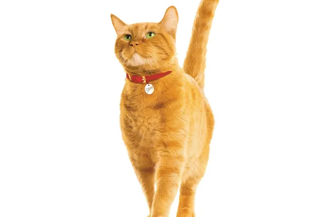 9 Amazing Facts About Morris the Cat, the 9Lives Mascot