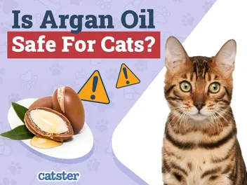 Is Argan Oil Safe for Cats: Vet-Reviewed Health Concerns