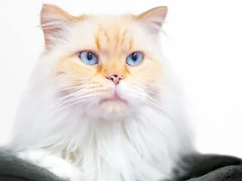 Flame Point Himalayan Cat Breed Info: Pictures, Temperament & Traits