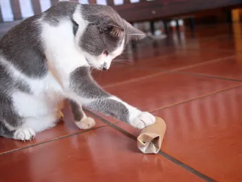 How to Make Kitten Toys: 5 Ideas for Homemade Fun