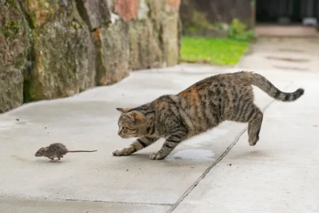 Do Cats Really Play With Their Prey Before Killing Them? Vet-Approved Behavior Explanation