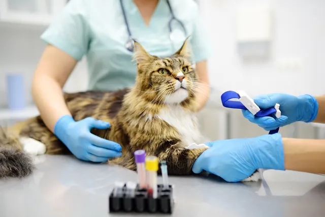 Lung Problems in Cats: Is Coughing a Cause for Concern? (Vet Answer)