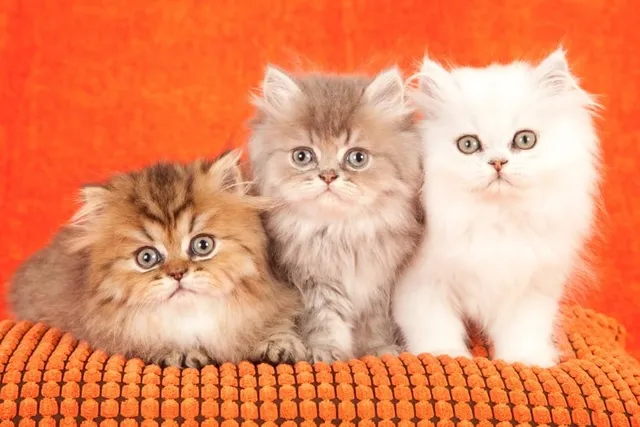 Persian Kittens For Sale in Utah: Breeders List 2026