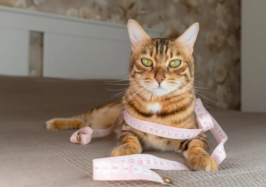 Bengal kitty lies on the bed with a measuring tape around the neck