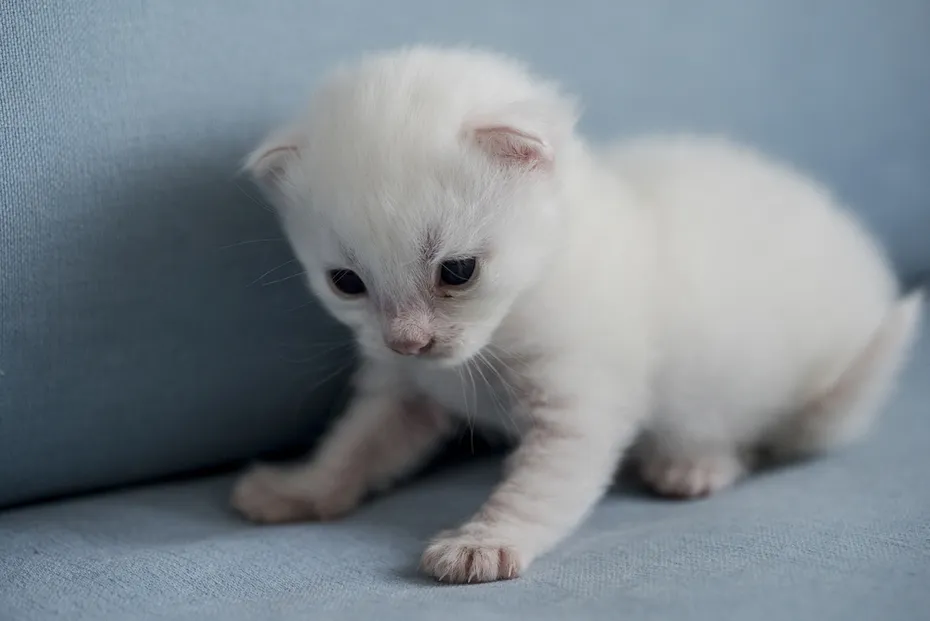 Turkish Angora kitten on the couch