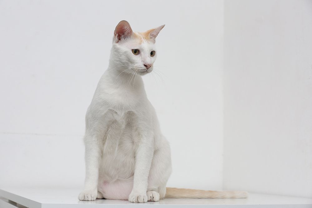 white cat with primordial pouch sitting on the table