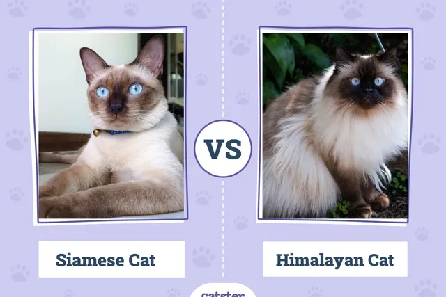 Siamese Cat vs Himalayan Cat: What's the Difference? (With Pictures)