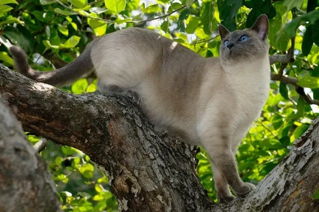 How Far Can Cats Fall Without Hurting Themselves? What Science Says