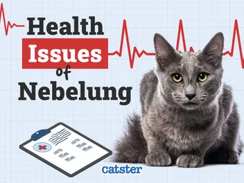 Nebelung Cat Health Problems: 6 Common Issues