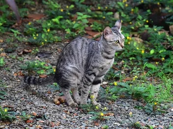 How to Stop Cats From Pooping in Your Garden: 8 Vet-Reviewed Methods