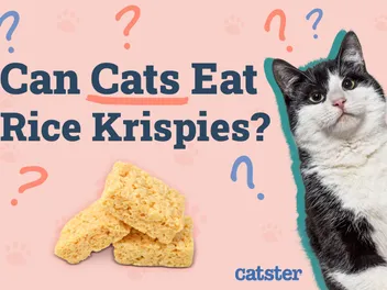 Can Cats Eat Rice Krispies? Vet Approved Facts & FAQ