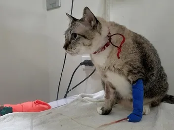 What Causes Anemia in Cats? Our Vet Explains